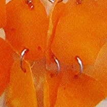 Peruvian  Orange Fish Scale Earring